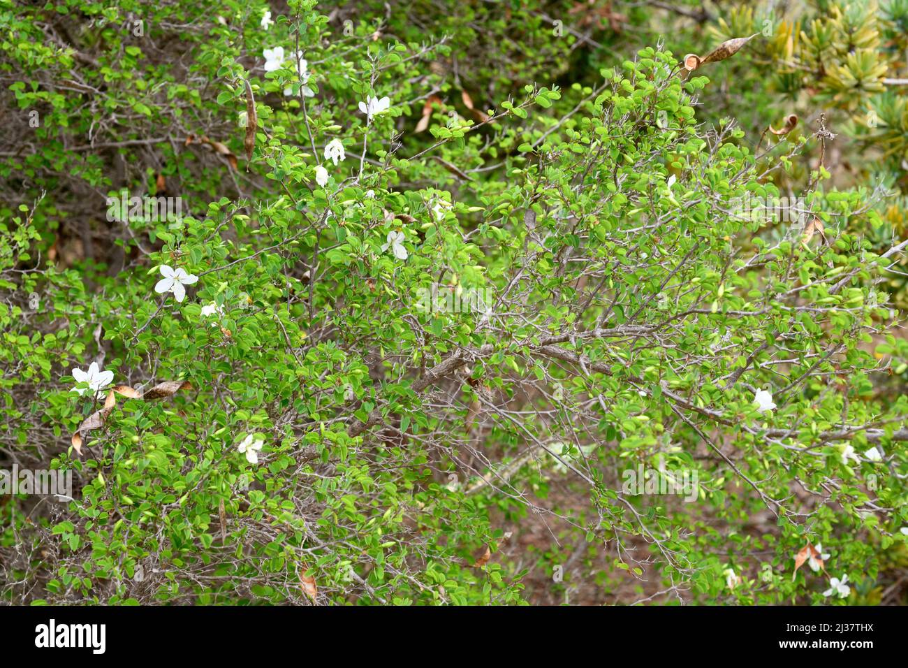 Natal bahuinia (Bahuinia natalensis) ist ein immergrüner Strauch aus Südafrika. Blühendes Exemplar. Stockfoto