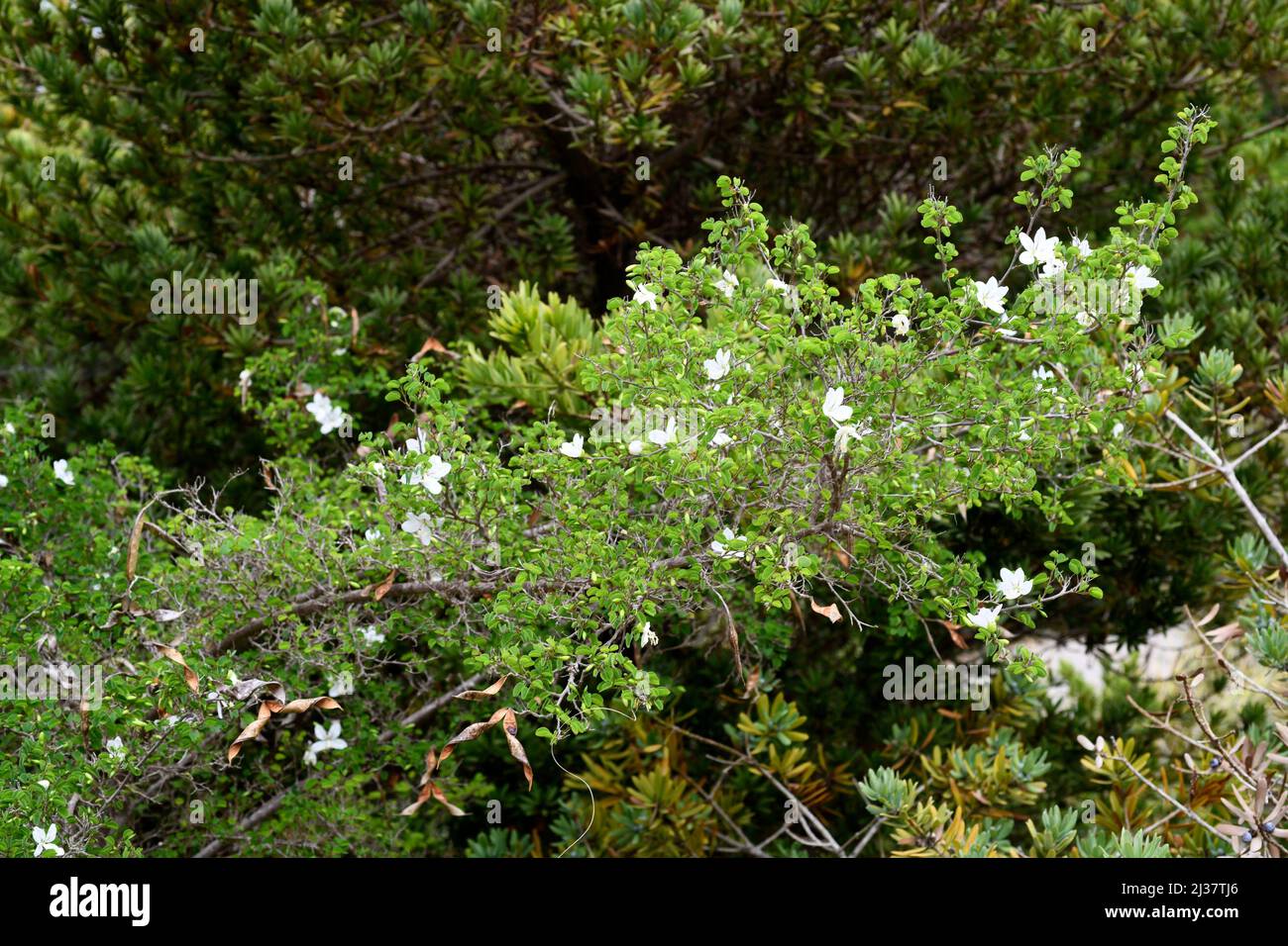 Natal bahuinia (Bahuinia natalensis) ist ein immergrüner Strauch aus Südafrika. Blühendes Exemplar. Stockfoto