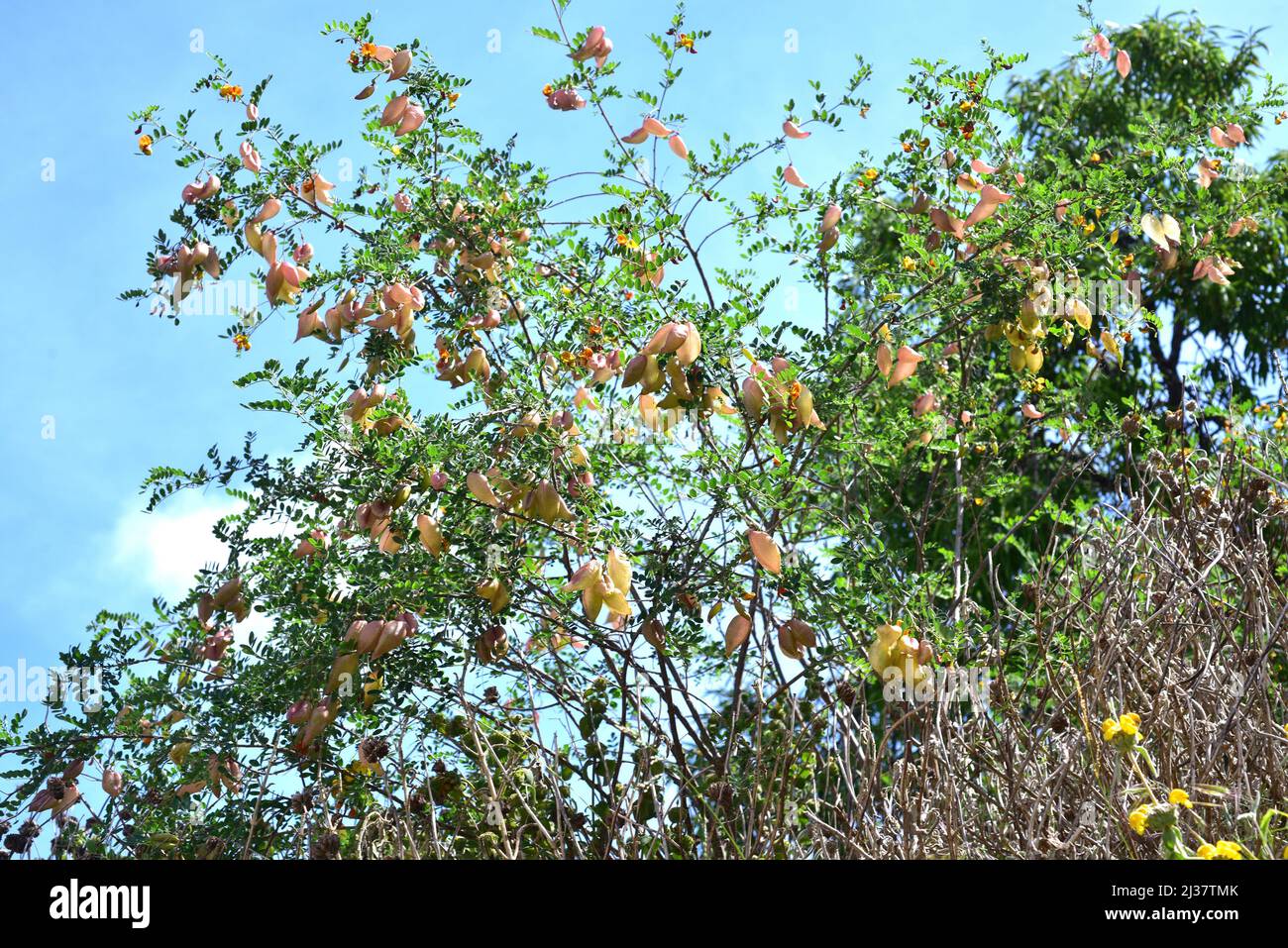 Bladge-senna (Colutea orientalis) ist ein Laubstrauch aus Osteuropa. Früchte (Hülsenfrüchte). Stockfoto