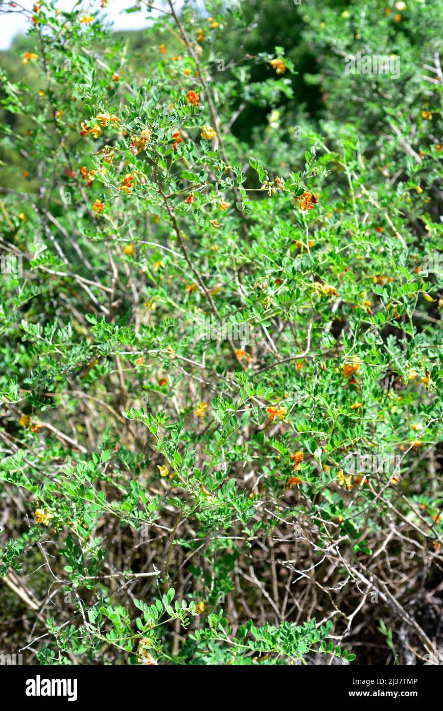 Bladge-senna (Colutea orientalis) ist ein Laubstrauch aus Osteuropa. Blühender Strauch. Stockfoto
