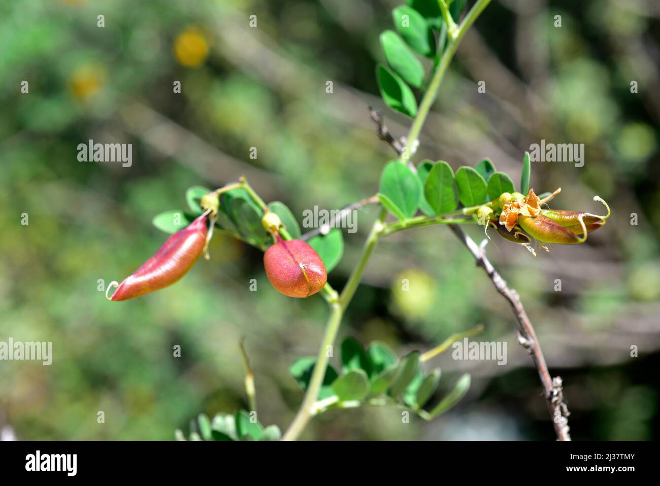 Bladge-senna (Colutea orientalis) ist ein Laubstrauch aus Osteuropa. Früchte (Hülsenfrüchte). Stockfoto
