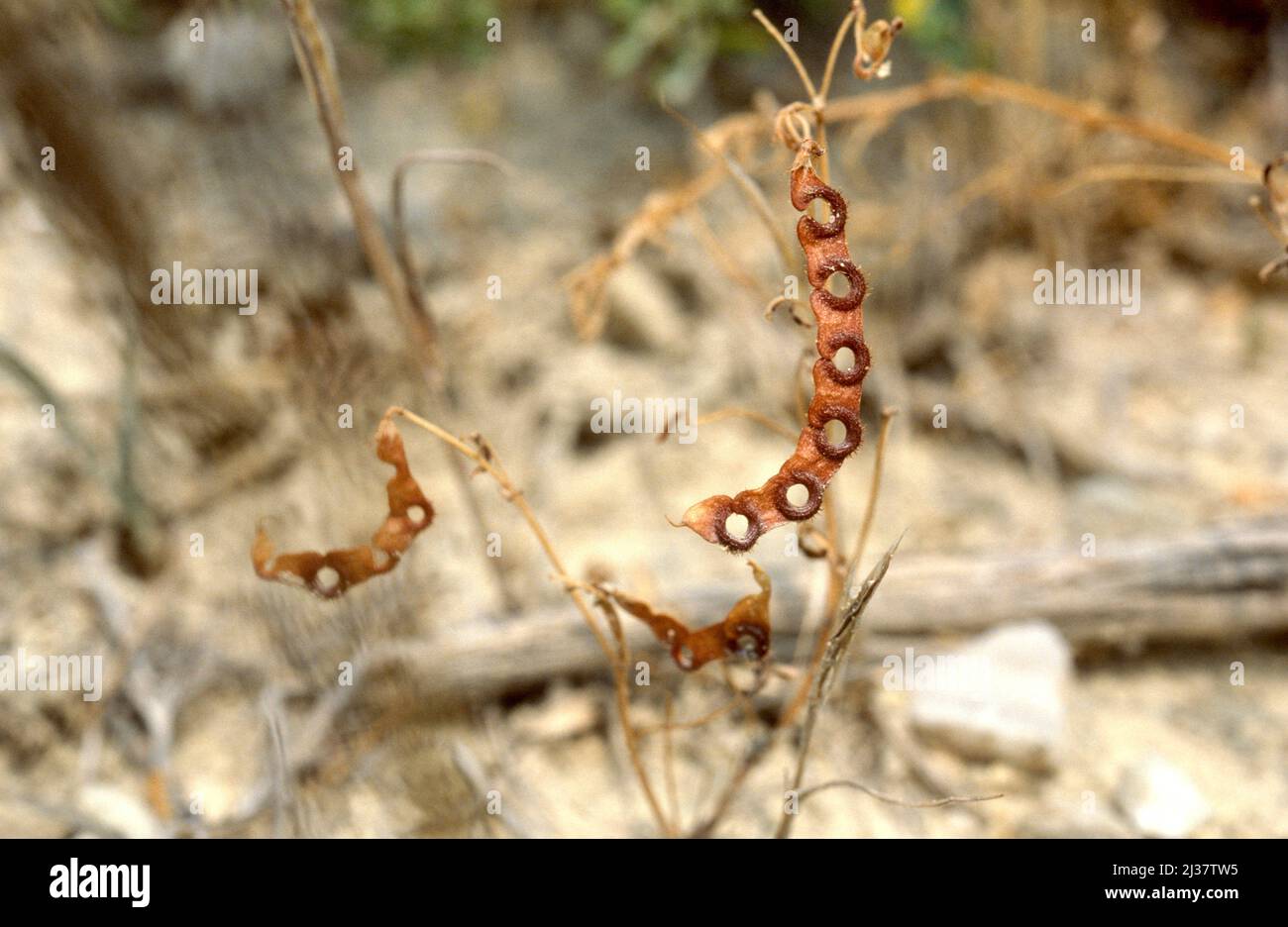 Quebrantaherraduras (Hippocrepis multisiliquosa) ist eine einjährige Pflanze, die im Mittelmeerbecken beheimatet ist. Stockfoto