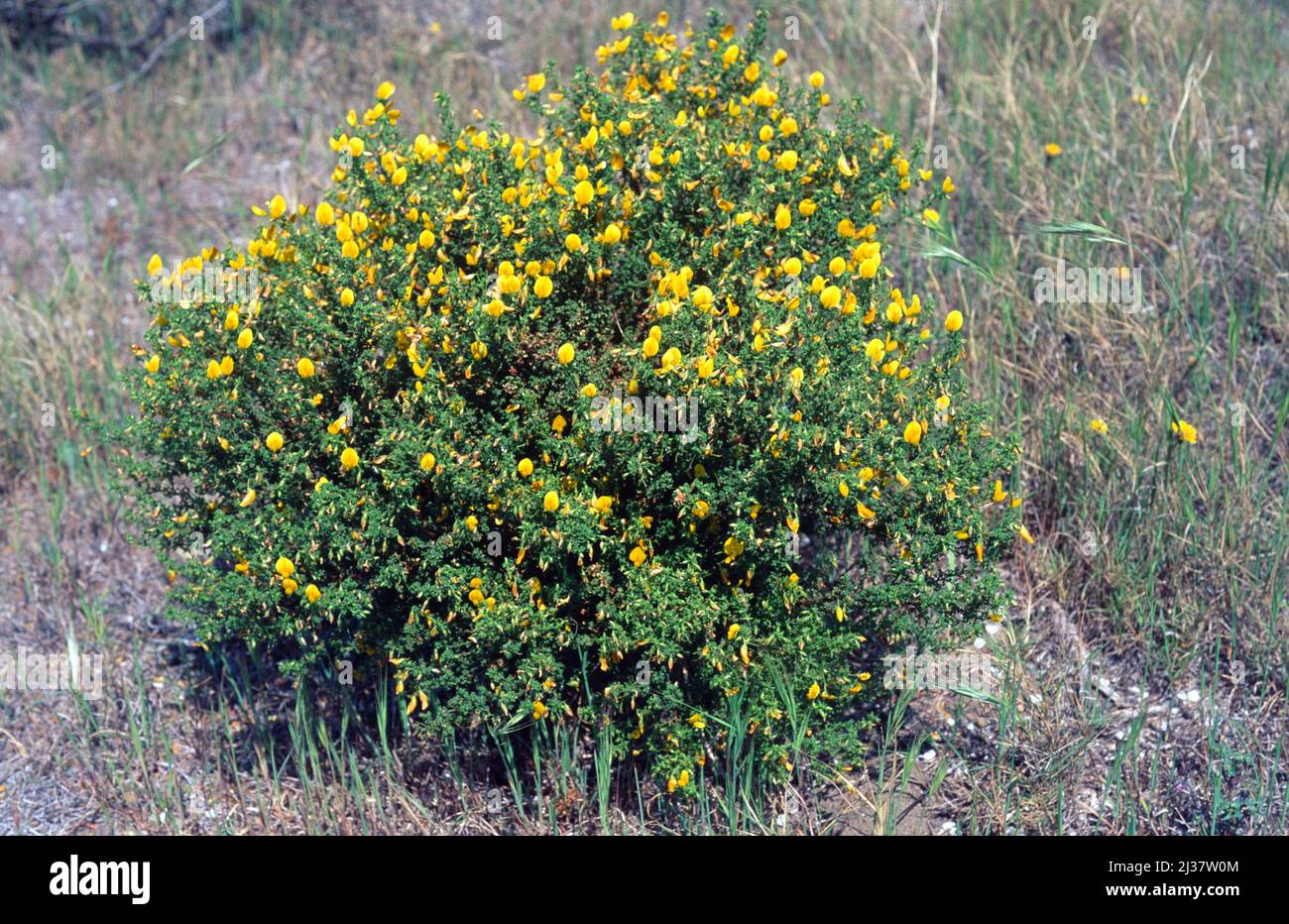 Der gelbe Steinpfeil (Ononis natrix) ist eine mehrjährige Pflanze, die im Mittelmeerbecken beheimatet ist. Stockfoto