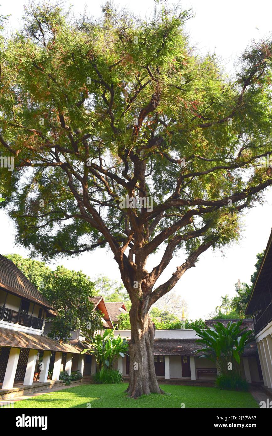 Tamarind (Tamarindus indica) ist ein immergrüner Baum, der im tropischen Afrika beheimatet ist und in vielen anderen tropischen Regionen wegen seiner essbaren Samen angebaut wird. Dies Stockfoto