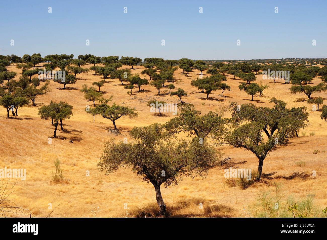 Immergrüne Eiche (Quercus ilex ballota oder Quercus ilx rotundifolia) ist ein immergrüner Baum, der im Mittelmeerraum (iberische Halbinsel und Stockfoto