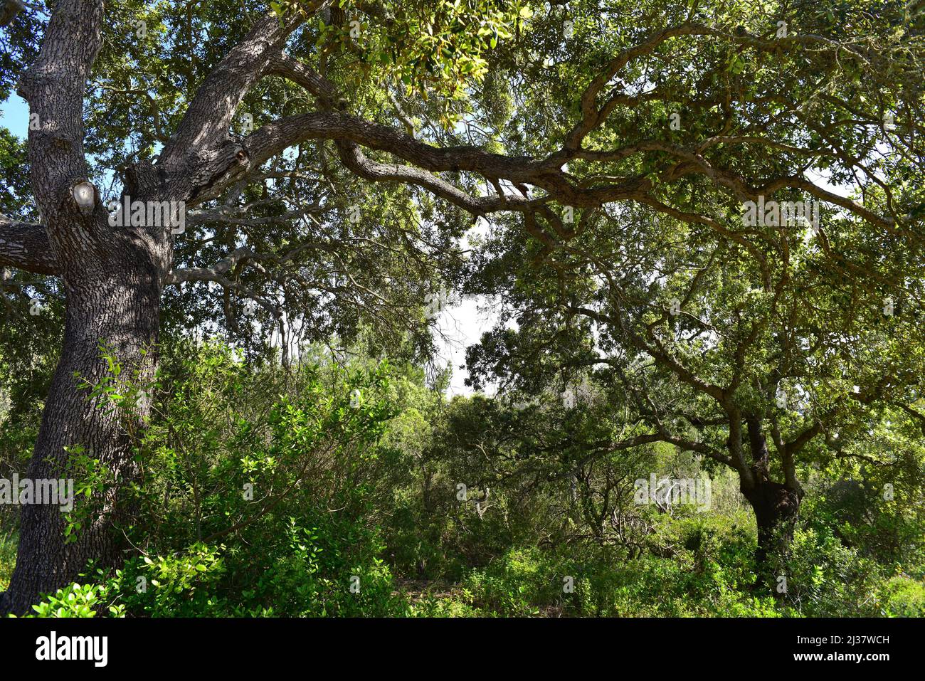 Immergrüne Eiche (Quercus ilex ilex) ist ein immergrüner Baum aus Südeuropa. Dieses Foto wurde auf Menorca, Balearen, Spanien, aufgenommen. Stockfoto