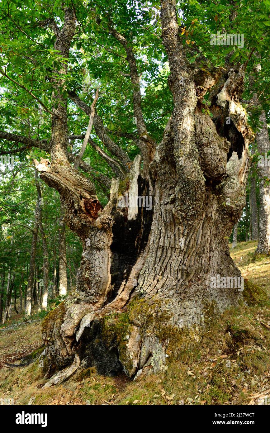 Die Steineiche (Quercus petraea) ist ein Laubbaum, der in Mitteleuropa, den Bergen Südeuropas und Kleinasiens beheimatet ist. Dieses Foto wurde aufgenommen in Stockfoto