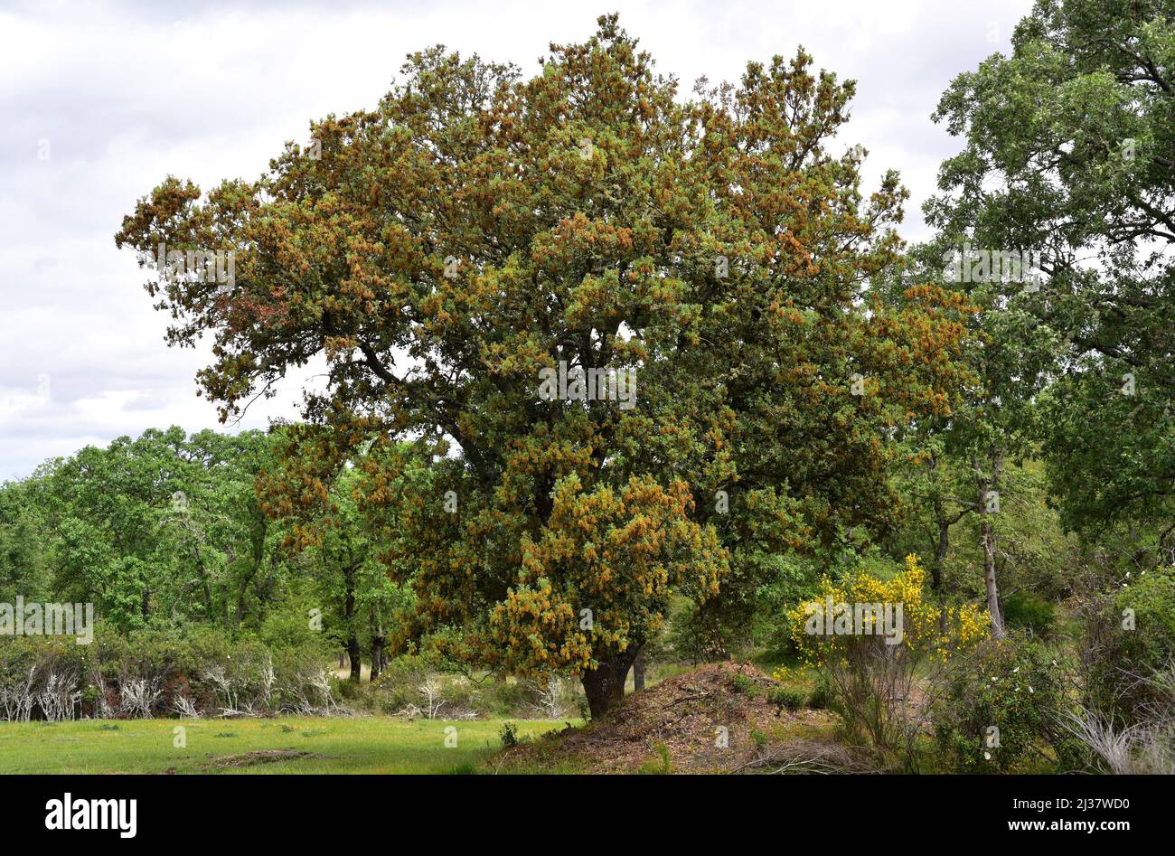 Immergrüne Eiche (Quercus ilex ballota oder Quercus ilex rotundifolia) ist ein immergrüner Baum, der im Mittelmeerraum (iberische Halbinsel und Stockfoto