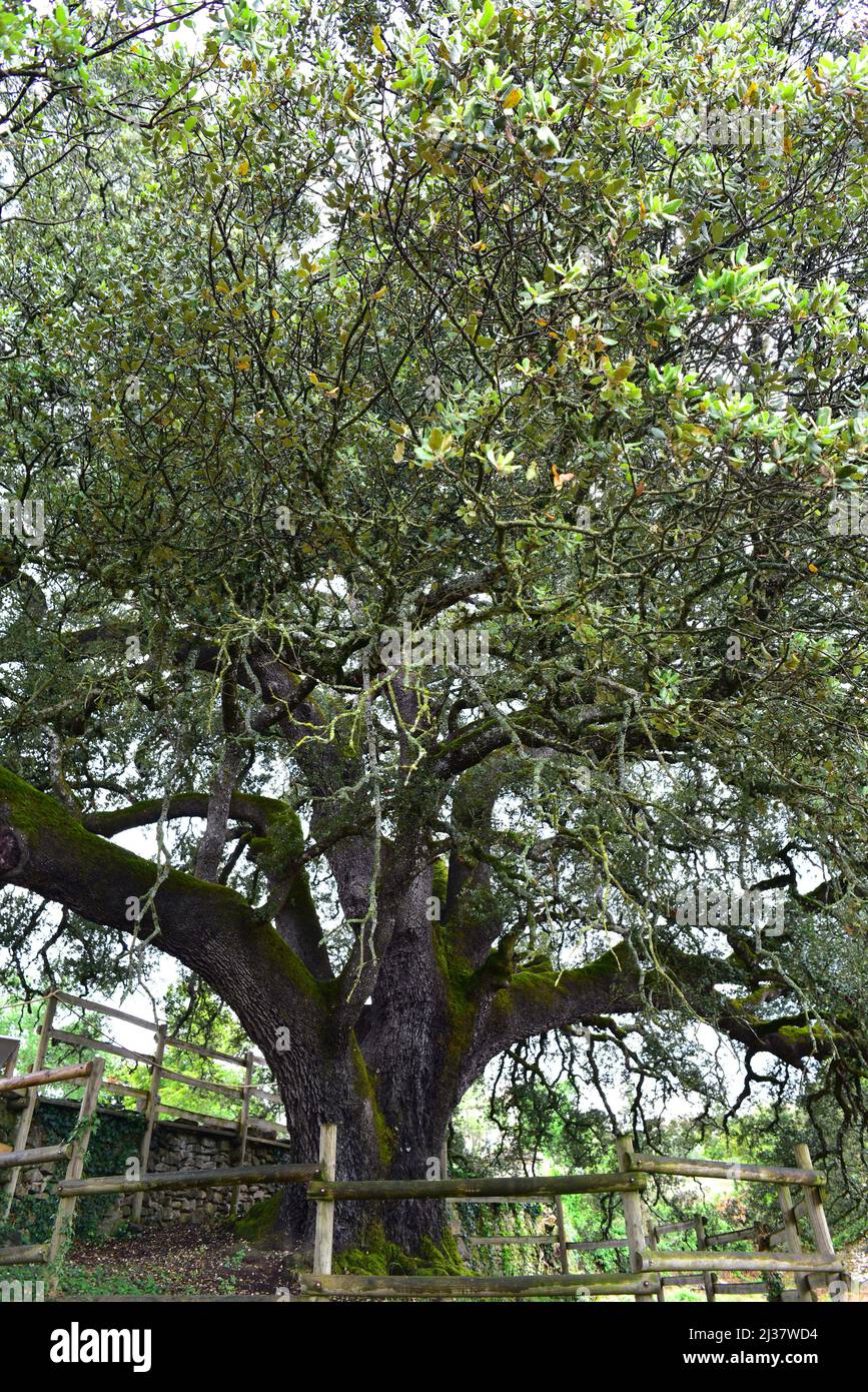 Immergrüne Eiche (Quercus ilex ballota oder Quercus ilex rotundifolia) ist ein immergrüner Baum, der im Mittelmeerraum (iberische Halbinsel und Stockfoto
