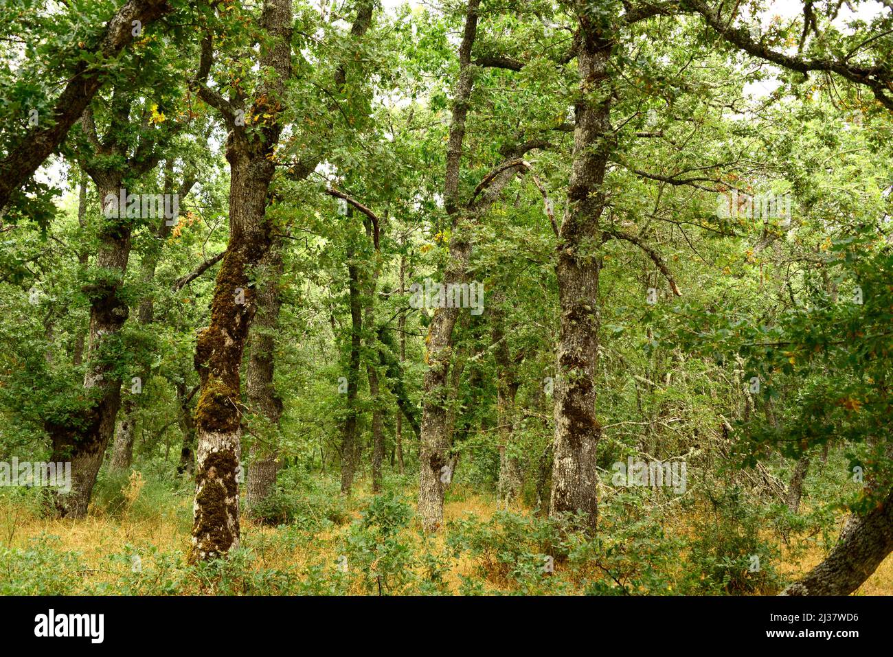 Die Steineiche (Quercus petraea) ist ein Laubbaum, der in Mitteleuropa, den Bergen Südeuropas und Kleinasiens beheimatet ist. Dieses Foto wurde aufgenommen in Stockfoto
