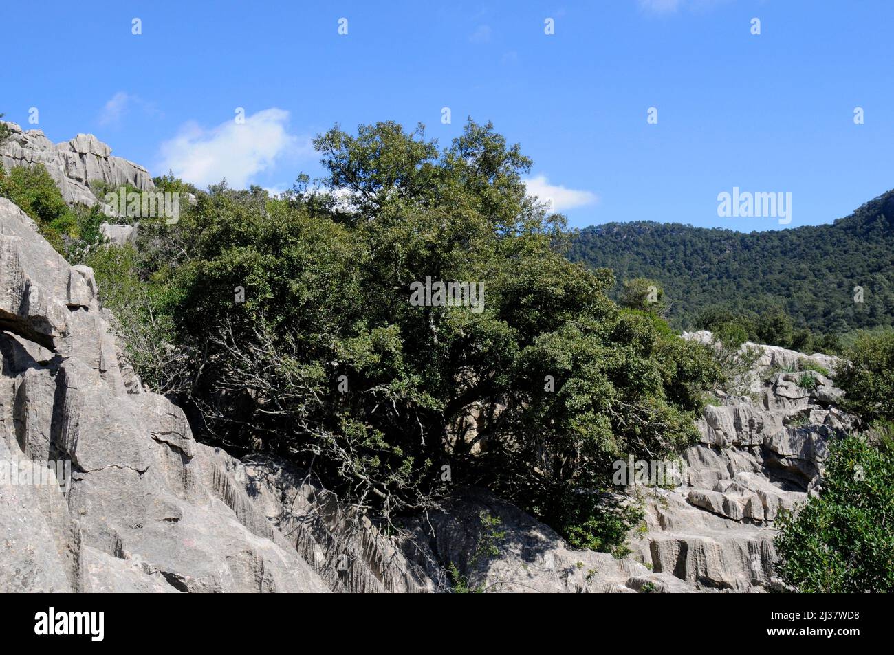 Immergrüne Eiche (Quercus ilex ilex) ist ein immergrüner Baum aus Südeuropa. Dieses Foto wurde auf Mallorca, den Balearen, Spanien aufgenommen. Stockfoto