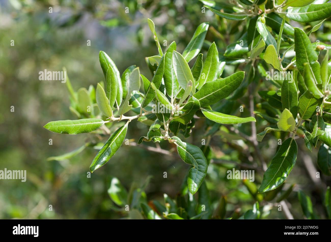 Immergrüne Eiche (Quercus ilex ilex) ist ein immergrüner Baum aus Südeuropa. Hinterlässt Details. Dieses Foto wurde in Montserrat, Barcelona, aufgenommen; Stockfoto