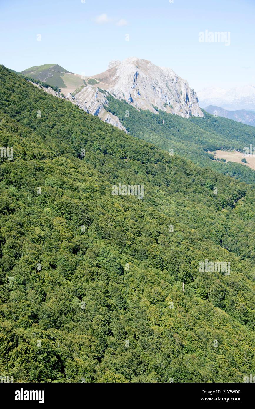 Die Steineiche (Quercus petraea) ist ein Laubbaum, der in Mitteleuropa, den Bergen Südeuropas und Kleinasiens beheimatet ist. Dieses Foto wurde in Port aufgenommen Stockfoto