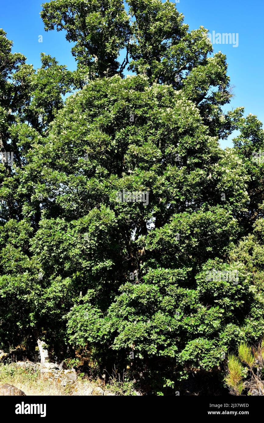Die Pyrenäeneiche (Quercus pyrenaica) ist ein Laubbaum, der im westlichen Mittelmeerraum (iberische Halbinsel, Westfrankreich und marokkanische Berge) beheimatet ist. Stockfoto