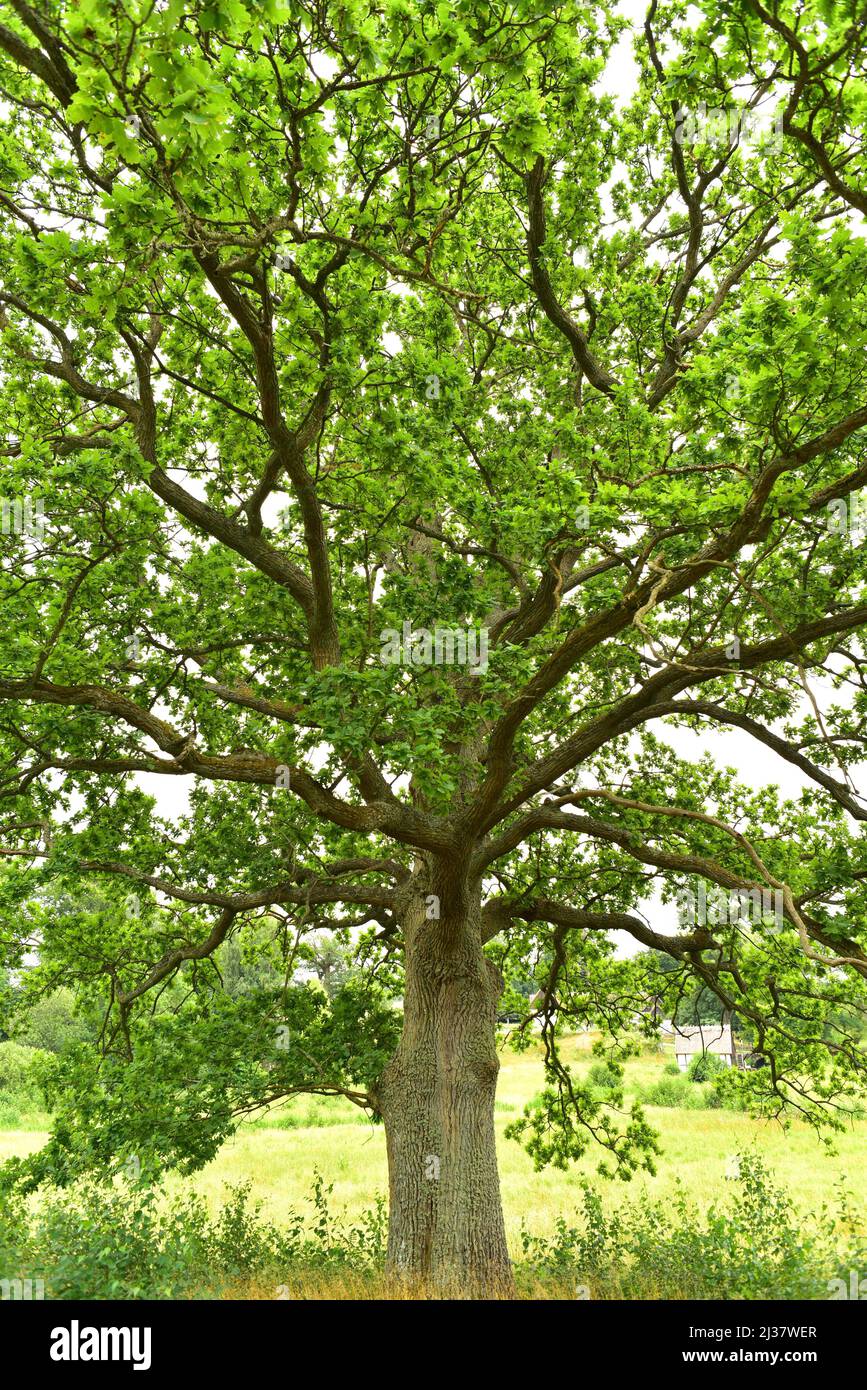 Eiche oder Eiche (Quercus robur) ist ein Laubbaum, der in Mitteleuropa und den südeuropäischen Bergen, im Kaukasus und in der Türkei beheimatet ist. Dies Stockfoto