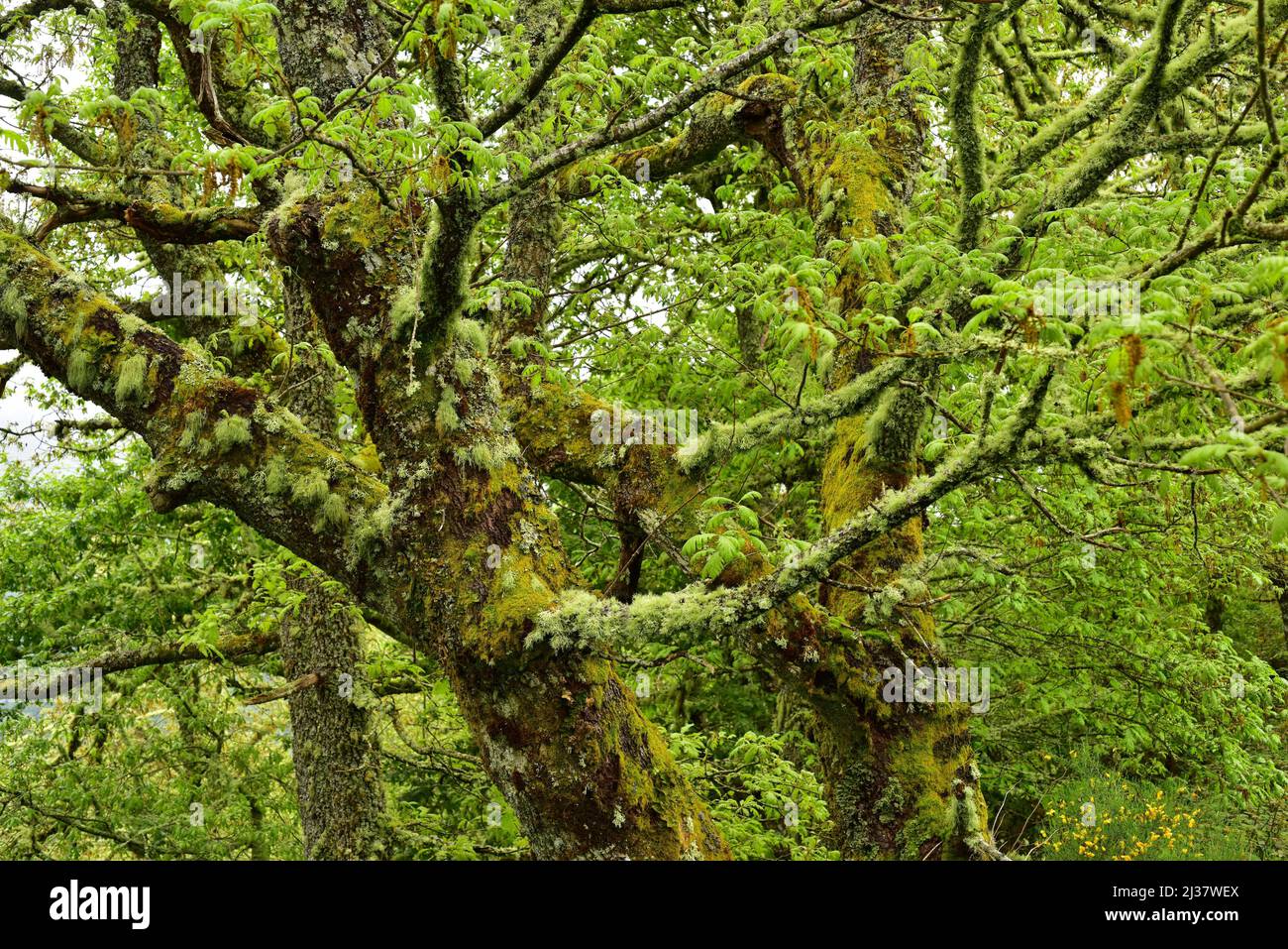 Die Pyrenäeneiche (Quercus pyrenaica) ist ein Laubbaum, der im westlichen Mittelmeerraum (iberische Halbinsel, Westfrankreich und marokkanische Berge) beheimatet ist. Stockfoto