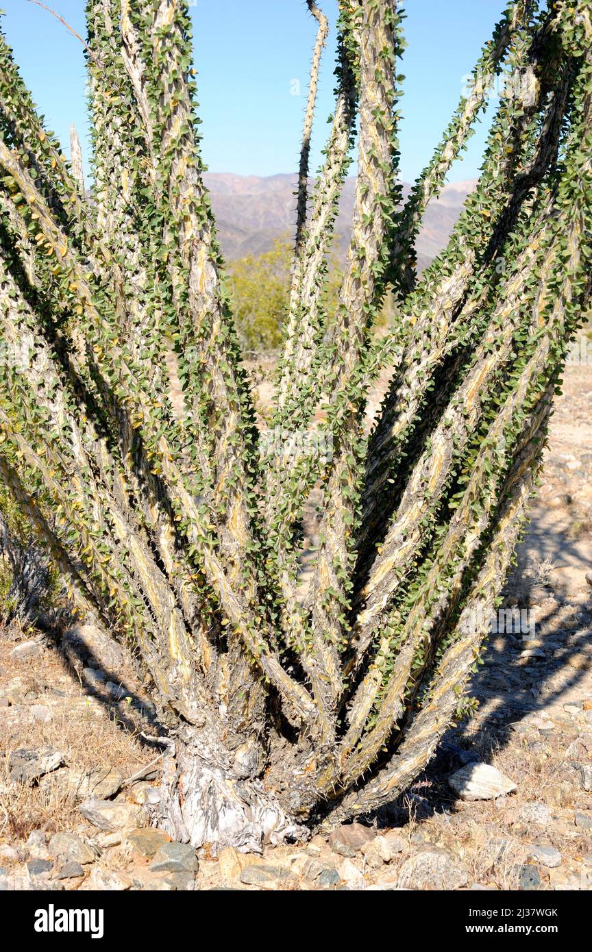 Ocotillo oder Kutscheibe (Fouquieria splendens) ist ein stacheliger Strauch, der in den Wüsten im Südwesten der USA und im Norden Mexikos beheimatet ist. Shorts mit Details. Dieses Foto Stockfoto