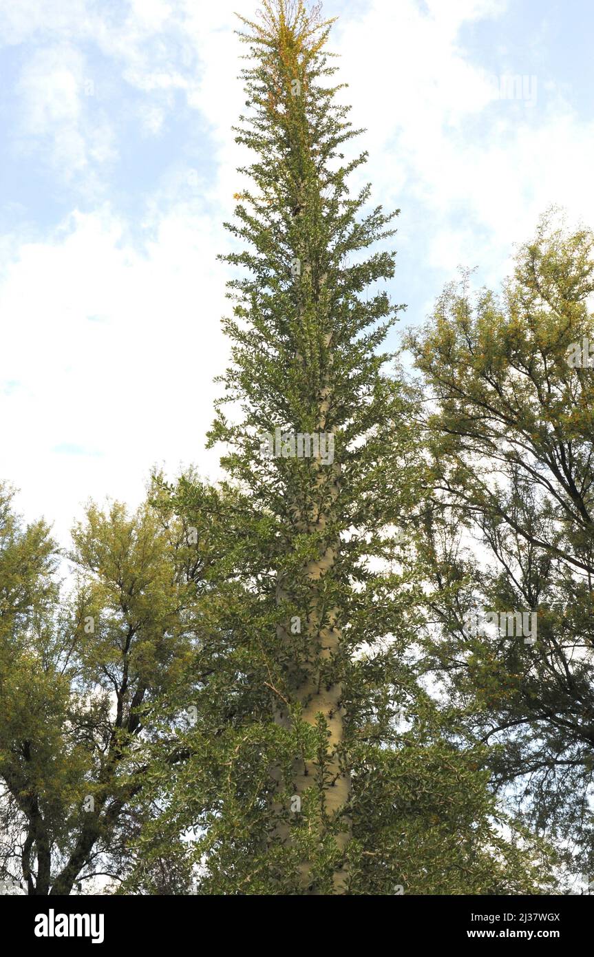 Der Boojum-Baum oder Cirio (Fouquieria columnaris) ist eine kolumniforme Pflanze, die in Baja California, Mexiko, endemisch ist. Stockfoto