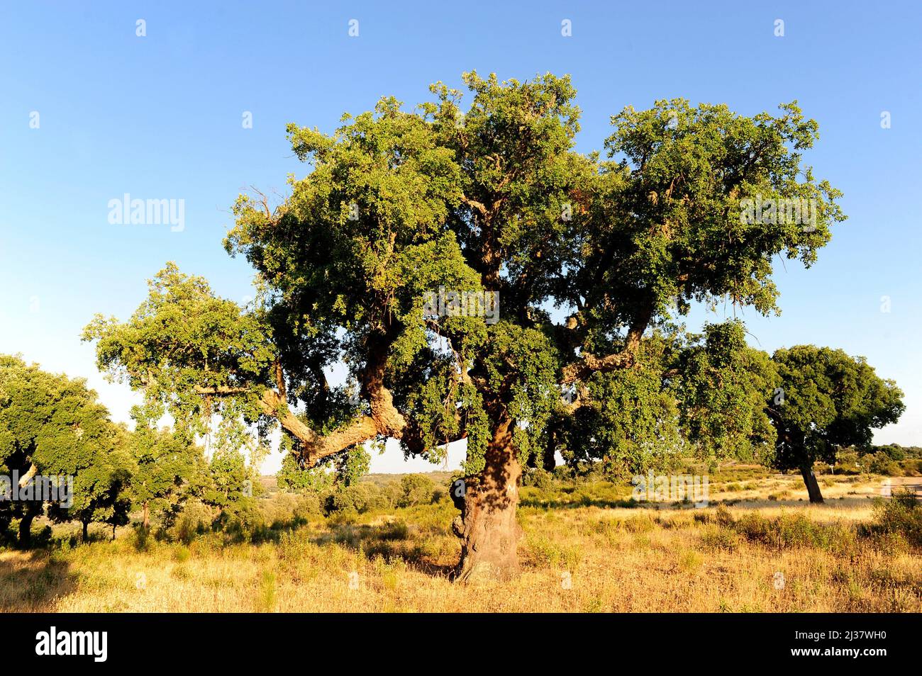 Korkeiche (Quercus suber) ist ein immergrüner Baum, der im westlichen Mittelmeerbecken beheimatet ist. Seine Rinde wird verwendet, um Stopfen, in der Dekoration und als zu machen Stockfoto