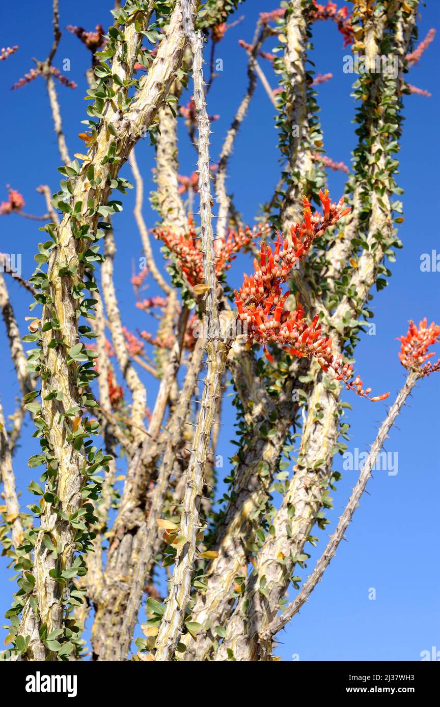 Ocotillo oder Kutscheibe (Fouquieria splendens) ist ein stacheliger Strauch, der in den Wüsten im Südwesten der USA und im Norden Mexikos beheimatet ist. Stamm, Blätter und Blumen Stockfoto