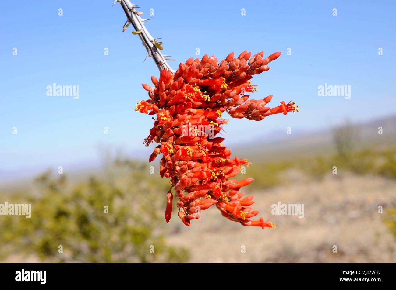 Ocotillo oder Kutscheibe (Fouquieria splendens) ist ein stacheliger Strauch, der in den Wüsten im Südwesten der USA und im Norden Mexikos beheimatet ist. Blumendetail. Dieses Foto Stockfoto