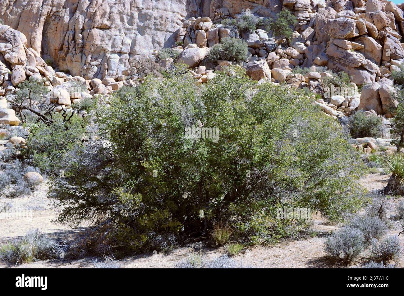 Strauch lebende Eiche oder graue Eiche (Quercus turbinella) ist ein immergrüner Strauch oder kleiner Baum, der im Südwesten der USA und im Nordwesten Mexikos beheimatet ist. Dieses Foto Stockfoto