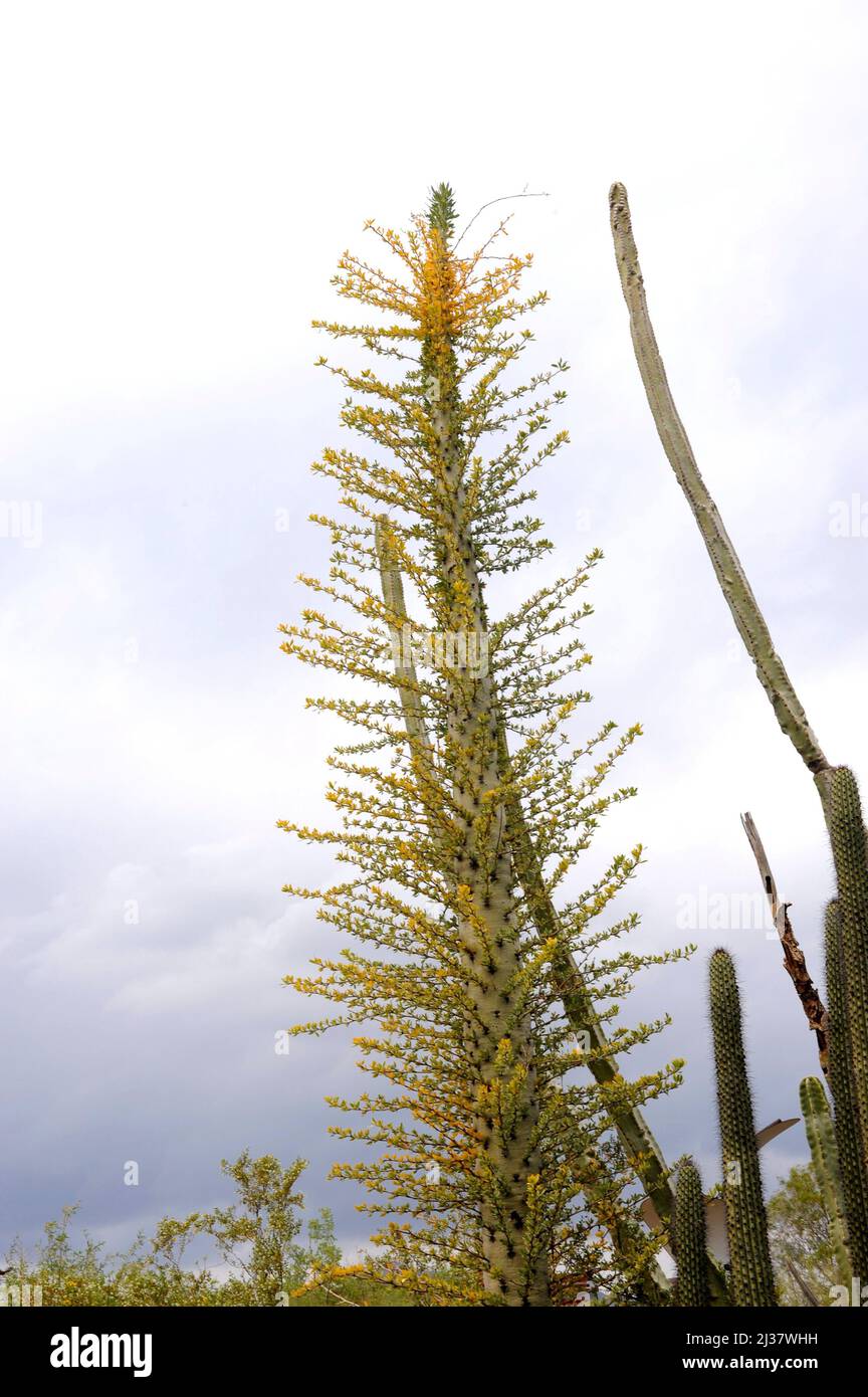 Der Boojum-Baum oder Cirio (Fouquieria columnaris) ist eine kolumniforme Pflanze, die in Baja California, Mexiko, endemisch ist. Stockfoto