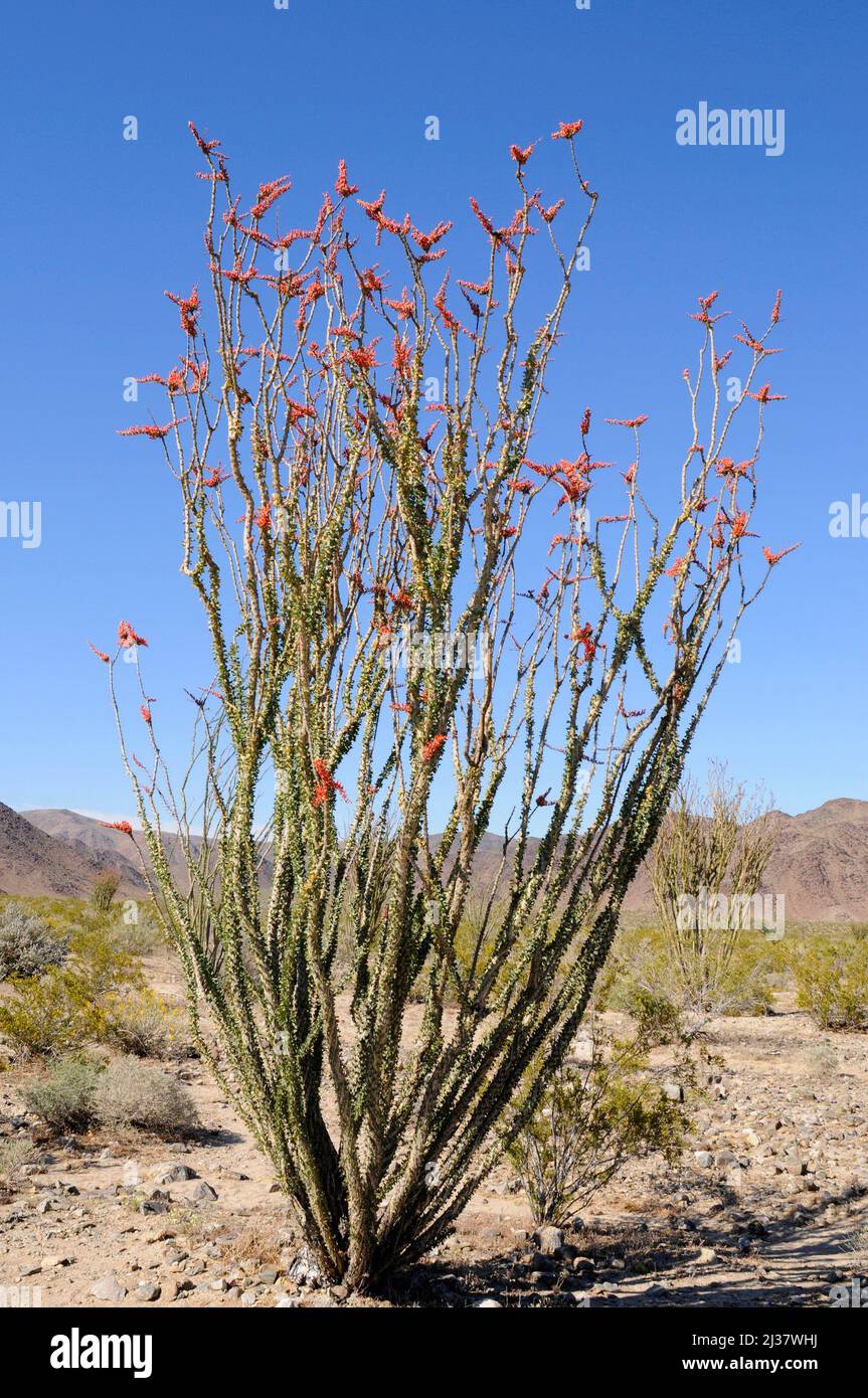 Ocotillo oder Kutscheibe (Fouquieria splendens) ist ein stacheliger Strauch, der in den Wüsten im Südwesten der USA und im Norden Mexikos beheimatet ist. Dieses Foto wurde aufgenommen in Stockfoto