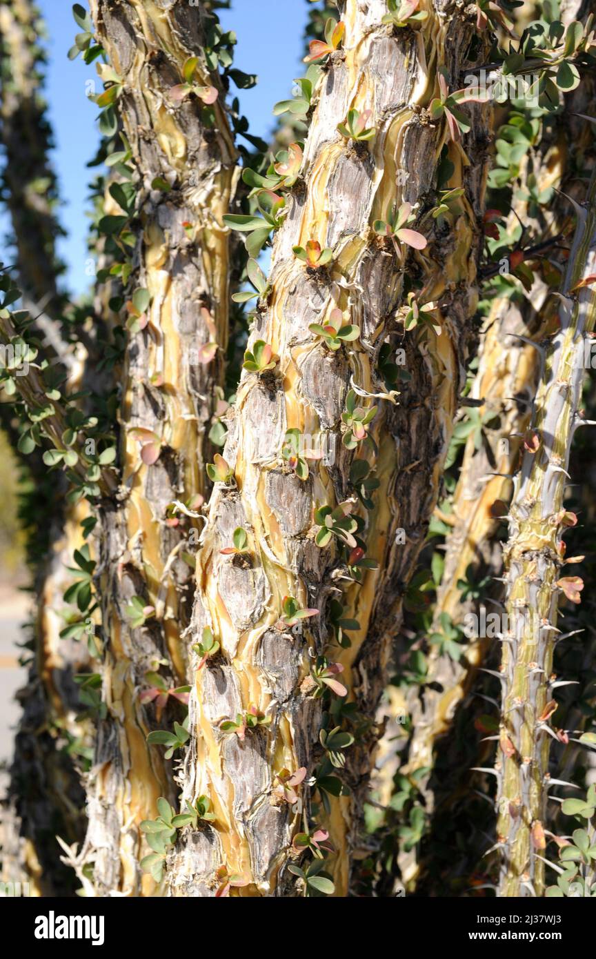 Ocotillo oder Kutscheibe (Fouquieria splendens) ist ein stacheliger Strauch, der in den Wüsten im Südwesten der USA und im Norden Mexikos beheimatet ist. Kofferraumdetails. Dieses Foto war Stockfoto