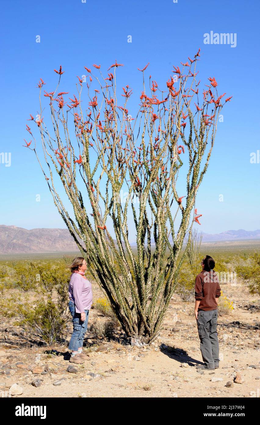 Ocotillo oder Kutscheibe (Fouquieria splendens) ist ein stacheliger Strauch, der in den Wüsten im Südwesten der USA und im Norden Mexikos beheimatet ist. Dieses Foto wurde aufgenommen in Stockfoto