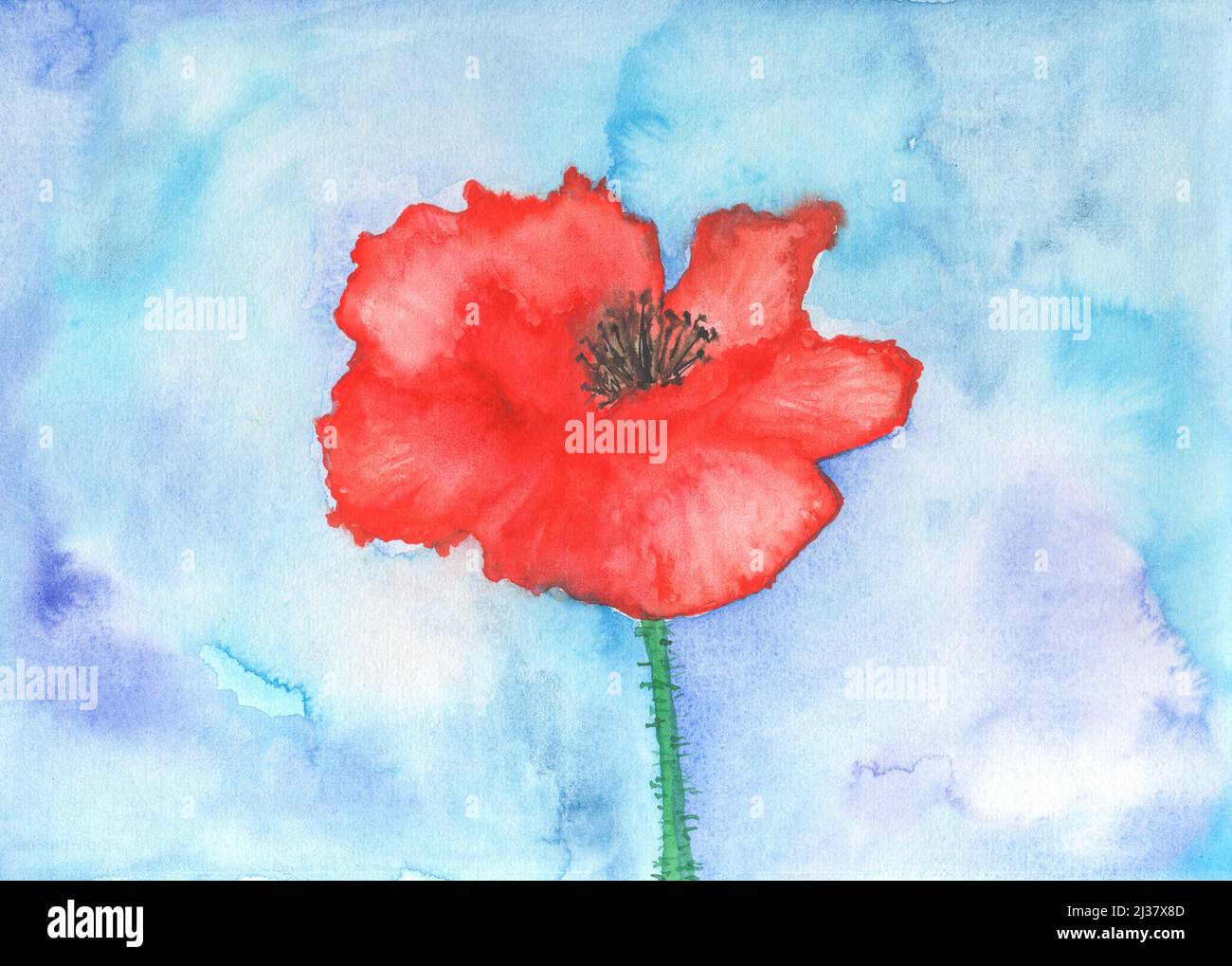 Handbemalte rote Mohnblume. Künstlerische Malerei. Stockfoto