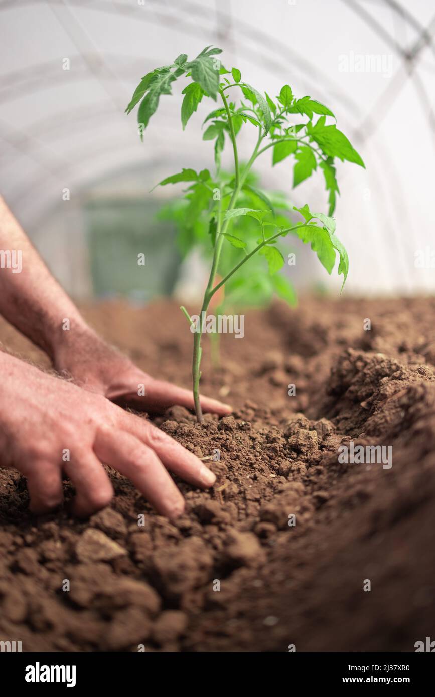 Landwirt hält Tomatenpflanze im Gewächshaus, hausgemachten Bio-Gemüse. Stockfoto