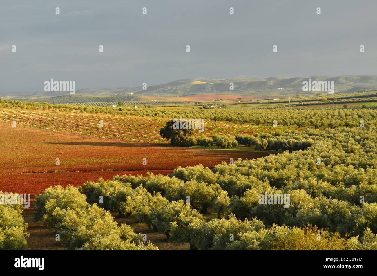 Feld mit Olivenbäumen Obstgärten, Provinz Sevilla Andalusien Südspanien. Stockfoto