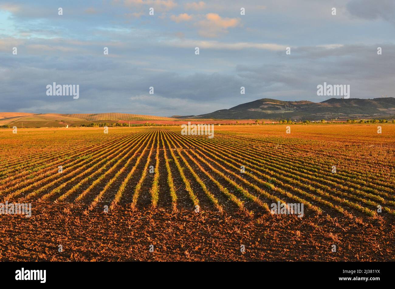 Feld mit Feldfrüchten in der Nähe von Sevilla in Andalusien im Süden Spaniens. Stockfoto