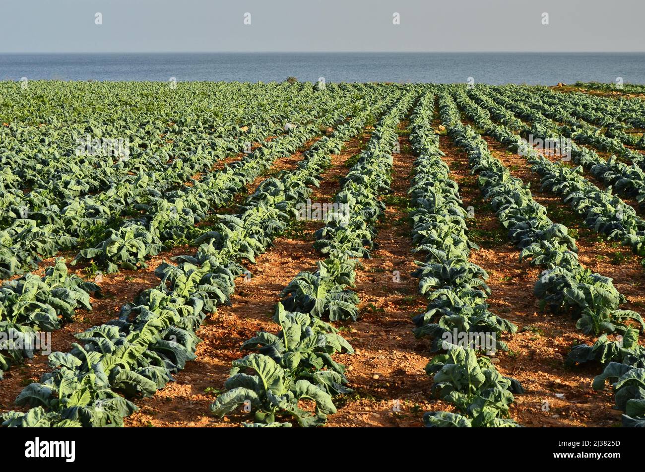 Kohlpflanzen landwirtschaftliches Feld am Mittelmeer an der Ostküste Spaniens. Stockfoto