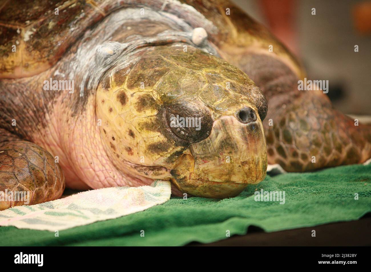 GROSSE KARETTSCHILDKRÖTE IM WELTWEIT EINZIGEN SCHILDKRÖTENKRANKENHAUS. DAS WELTWEIT EINZIGE SCHILDKRÖTENKRANKENHAUS NIMMT VIELE SCHILDKRÖTENPATIENTEN AUF, DIE DURCH SCHIFFSPROPELLER, PLASTIKTÜTEN, AUTOS UND FISCHERNETZE VERLETZT ODER BESCHÄDIGT WURDEN. SIE BEHANDELN DIE VERLETZTEN SCHILDKRÖTEN UND LASSEN SIE DANN WIEDER IN DIE WILDNIS FREI. JACKSONVILLE, USA. BILD: WORLDWIDEFEATURES.COM Stockfoto