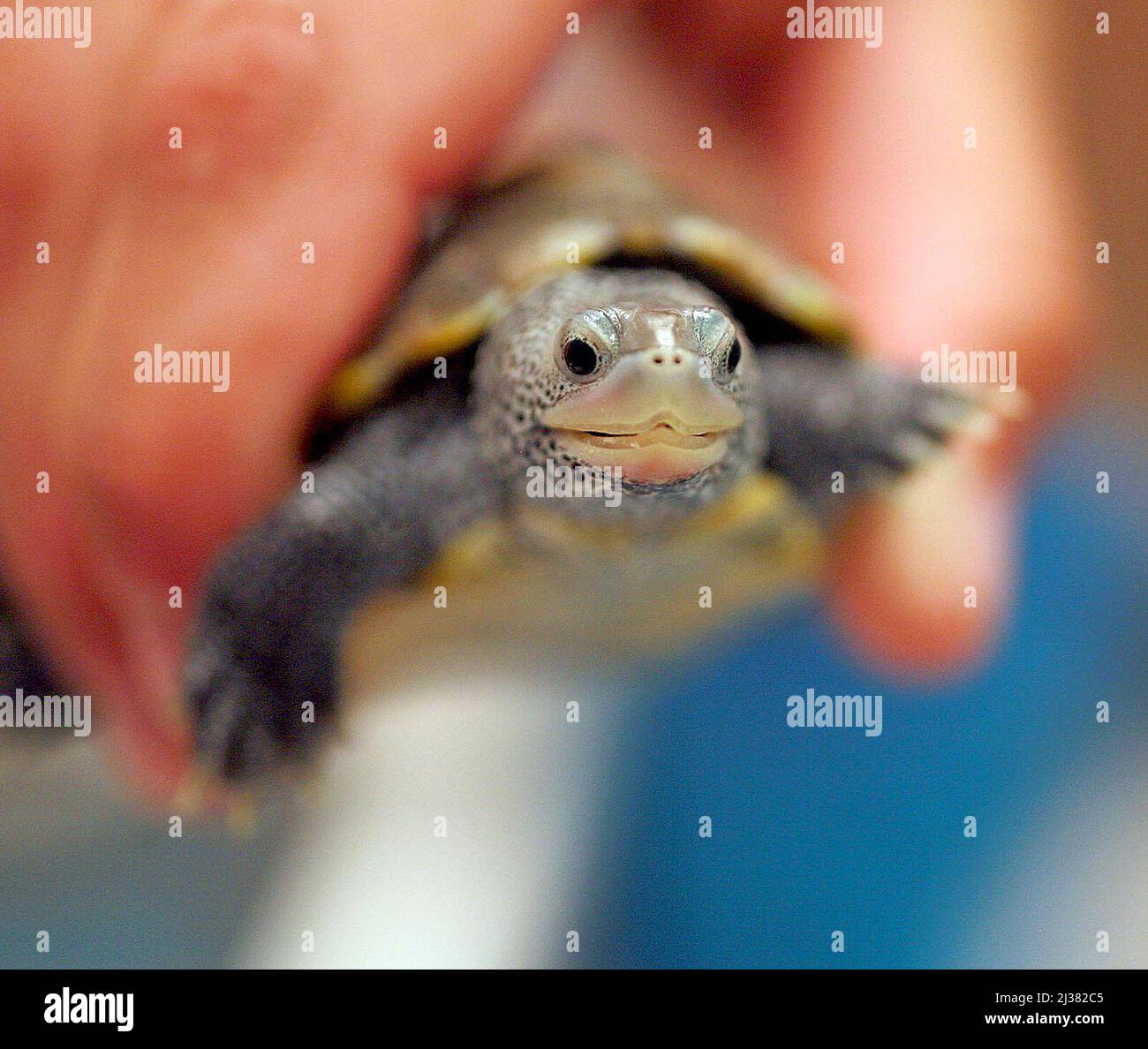 EIN TERRAPIN WIRD FESTGEHALTEN, UM AUF SCHÄDEN UNTERSUCHT ZU WERDEN, NACHDEM ES IN DAS WELTWEIT EINZIGE SCHILDKRÖTENKRANKENHAUS GEBRACHT WURDE. DAS WELTWEIT EINZIGE SCHILDKRÖTENKRANKENHAUS NIMMT VIELE SCHILDKRÖTENPATIENTEN AUF, DIE DURCH SCHIFFSPROPELLER, PLASTIKTÜTEN, AUTOS UND FISCHERNETZE VERLETZT ODER BESCHÄDIGT WURDEN. SIE BEHANDELN DIE VERLETZTEN SCHILDKRÖTEN UND LASSEN SIE DANN WIEDER IN DIE WILDNIS FREI. JACKSONVILLE, USA. BILD: WORLDWIDEFEATURES.COM Stockfoto