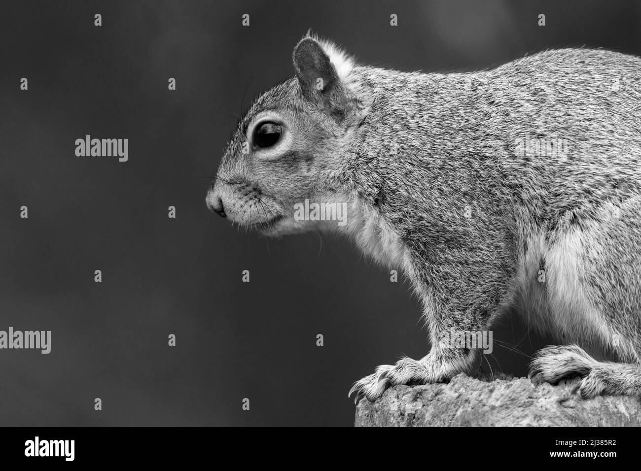 Eichhörnchen grau (Sciurus carolinensis) Kopf und Schultern schwarz-weiß im Hochformat. Scharfe Schwarzweißdetails, weicher Fokus, Nahaufnahme des Hintergrunds Stockfoto