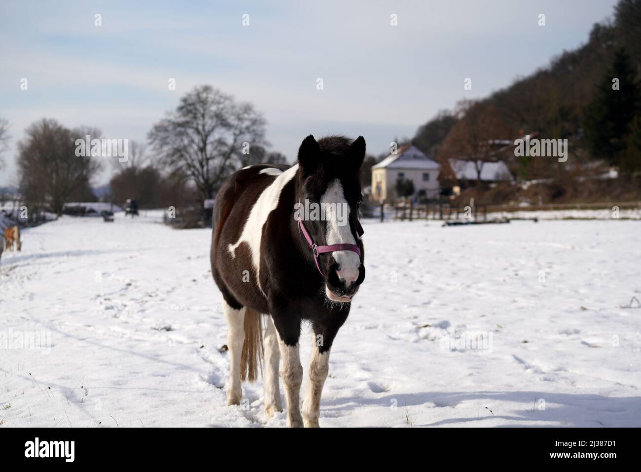Ein heller Wintermorgen auf einem Bauernhof mit einem schönen schwarz-weißen Pferd, das auf dem verschneiten Boden läuft Stockfoto