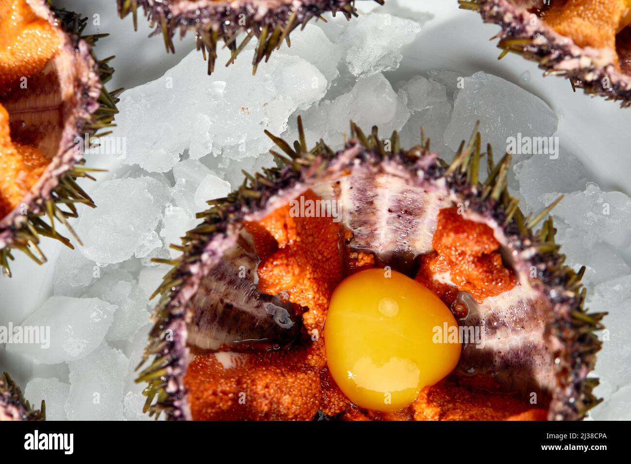 Seeigel in einer Keramikschale mit Eis. Seeigel mit Wachtelei und Sojasauce Stockfoto