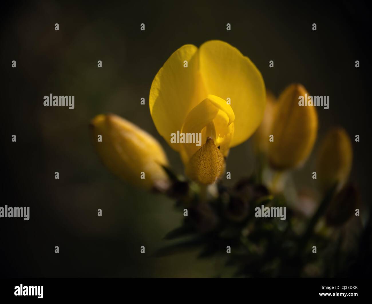 Detail der gelben Blume des Gorse-Busches - Ulex Europaeus. Dunkle Nahaufnahme mit geringer Schärfentiefe. Stockfoto