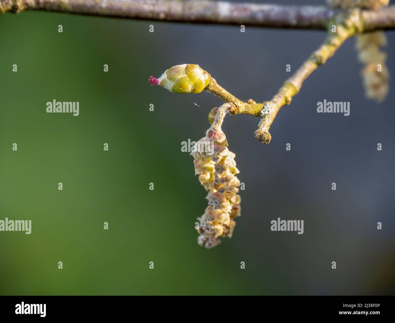 Männliche und weibliche Hasel-Kätzchen aus der Nähe, Makro. Stockfoto