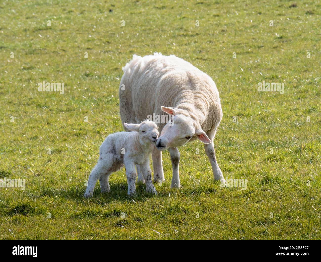 Eine Easycee Rasse ewe nuzzelt ihr neugeborenes Lamm, nur wenige Stunden alt. Stockfoto