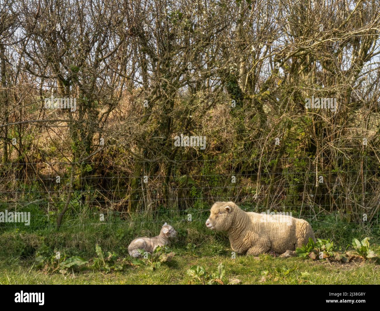 Frühlings-Idylle, ein Dorset-Mutterschafe und ihr neugeborenes Lammfleisch sind an einer Hecke untergebracht. Tierhaltung. Stockfoto