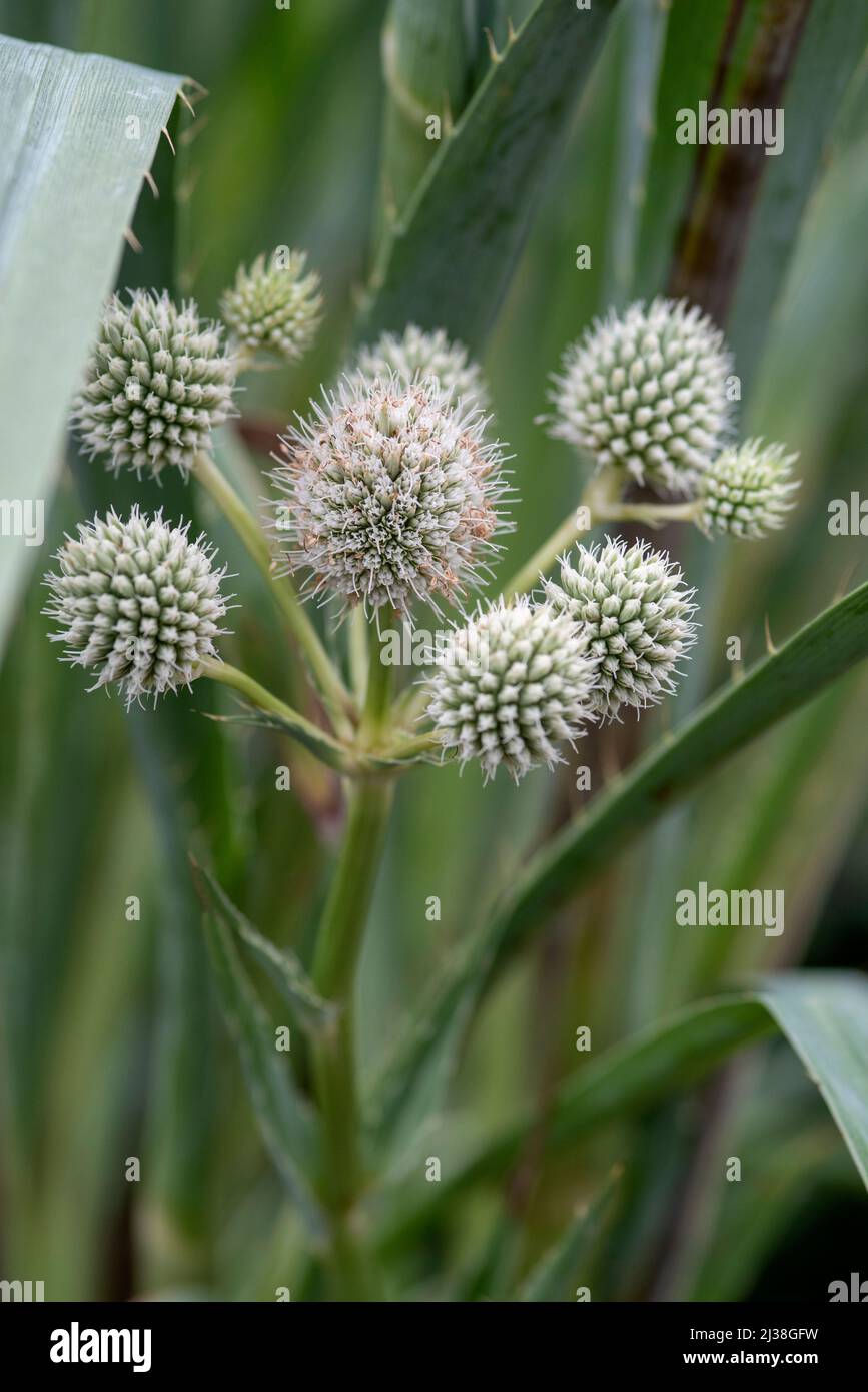 Eryngium yuccifolium - Knopf-Schlangenfuß Stockfoto
