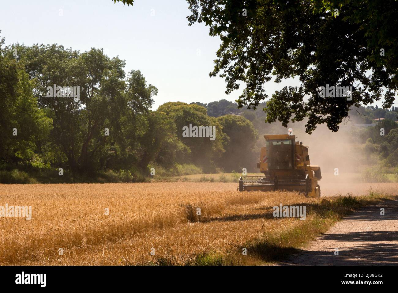 Hartweizenfeld, Mähdrescher in Aktion. Domaine de La Valette. G.E.V.E.S, Organisationen für wissenschaftliche Forschung und Experimente. Montpellier, Österreich, Frankreich Stockfoto