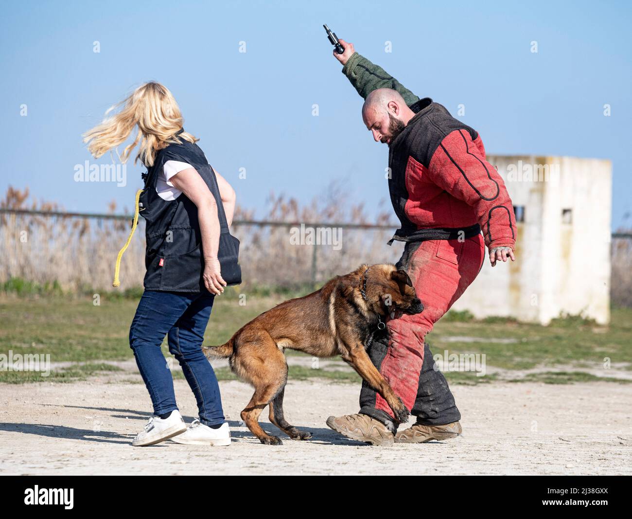 Junge belgische Schäferausbildung in der Natur für die Sicherheit Stockfoto