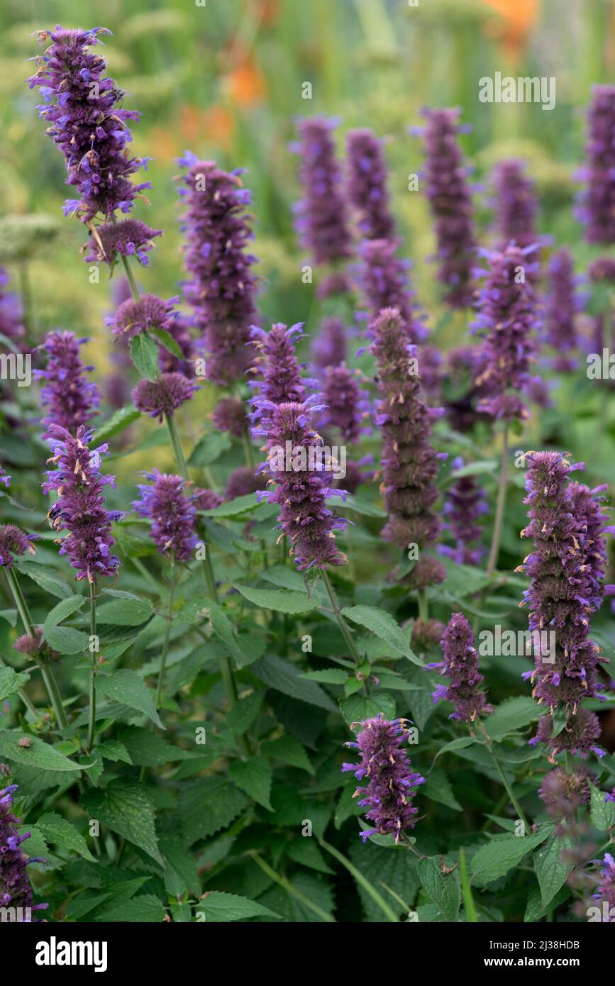 Agastache Violet Vision Stockfoto