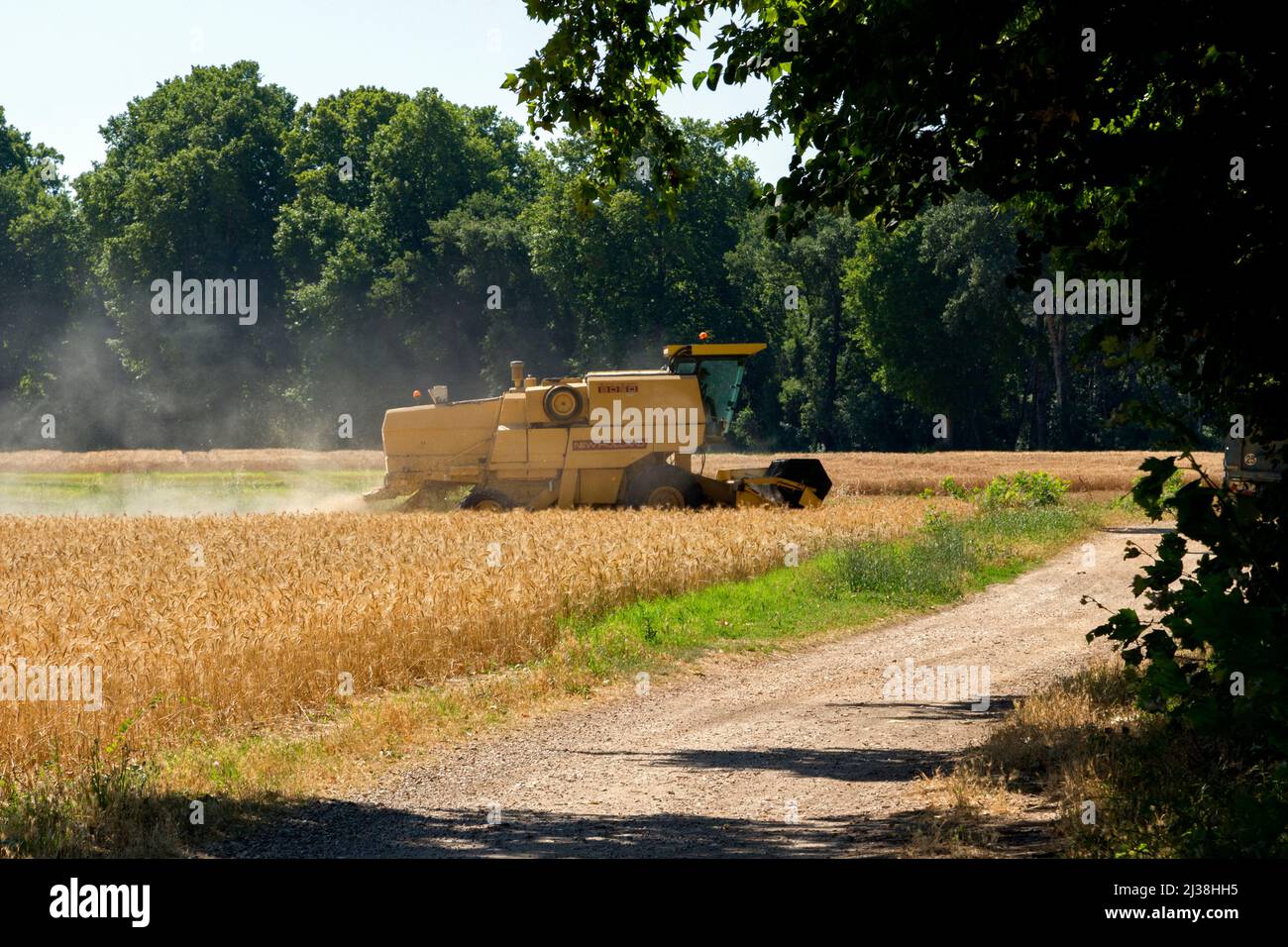 Hartweizenfeld, Mähdrescher in Aktion. Domaine de La Valette. G.E.V.E.S, Organisationen für wissenschaftliche Forschung und Experimente. Montpellier, Österreich, Frankreich Stockfoto