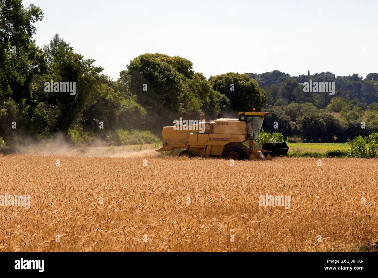 Hartweizenfeld, Mähdrescher in Aktion. Domaine de La Valette. G.E.V.E.S, Organisationen für wissenschaftliche Forschung und Experimente. Montpellier, Österreich, Frankreich Stockfoto
